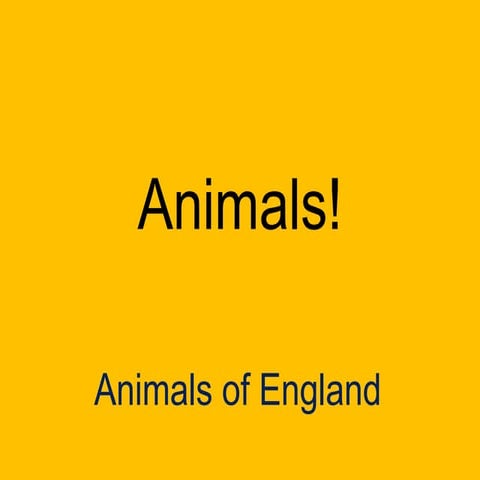Animals presentation