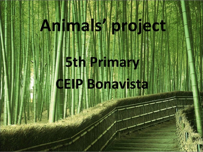 Animals’ project