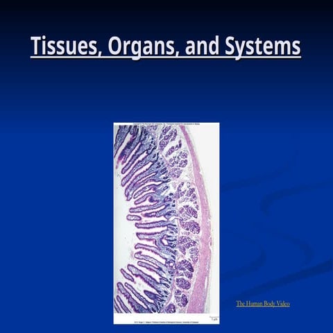 The Animal's Specialized Structuress.ppt