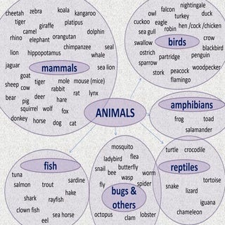 Animals vocabulary