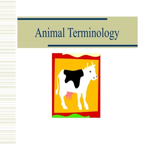 Animal Terminology | PPT