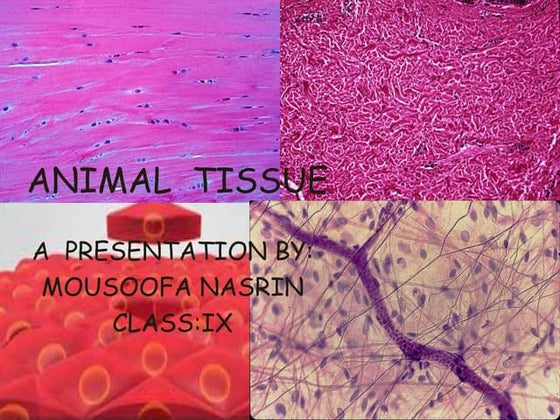 Anatomy Project | PPT