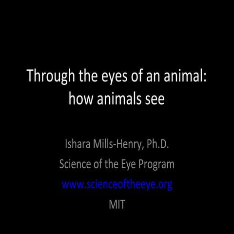 Animal vision 