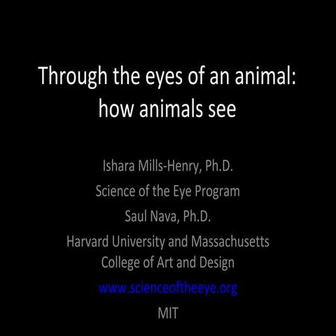 Animal vision mabt smaller 030912