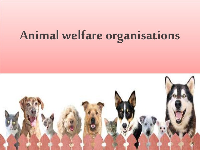 Animal Welfare Organisations