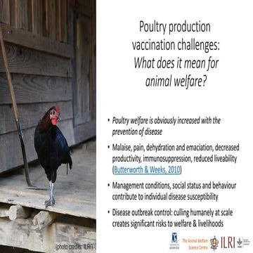 Poultry production vaccination challenges: What does it mean for animal welfare?