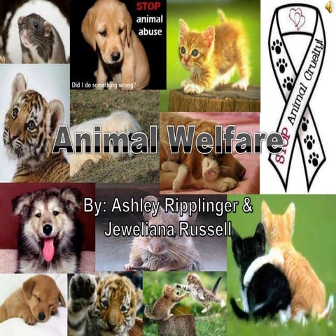 Animal welfare presentation  ashley ripplinger