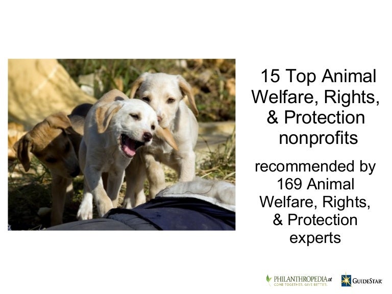 Top Animal Welfare, Rights & Protection Nonprofits