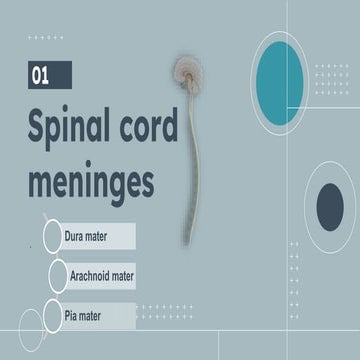 Animated ppt of spinal cord.pptx