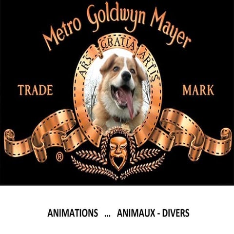 Animation animaux divers