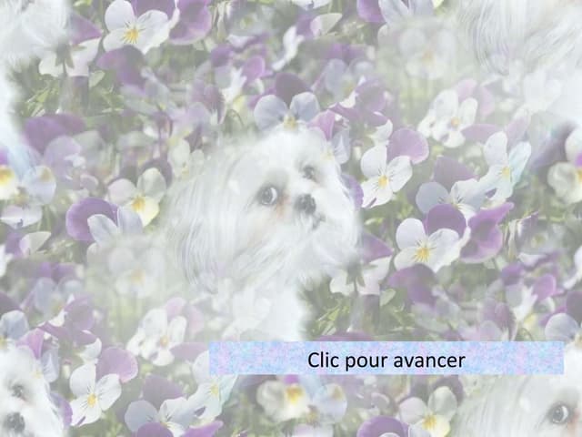 Animaux 09 09 23