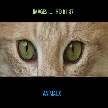 Animaux hdri