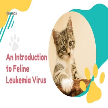 View of An Introduction to Feline Leukemia Virus | PPTX