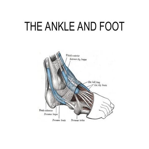 Foot Anatomy.ppt