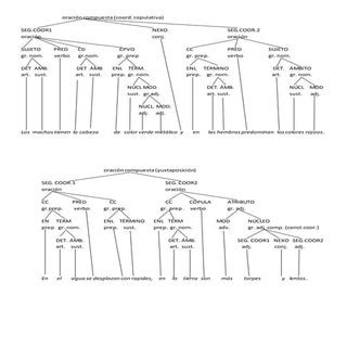 Análisis oraciones coordinadas