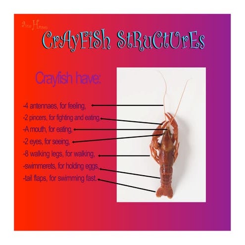 Crayfish classroom slides | PDF