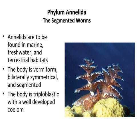 Annelida Phylum handout
