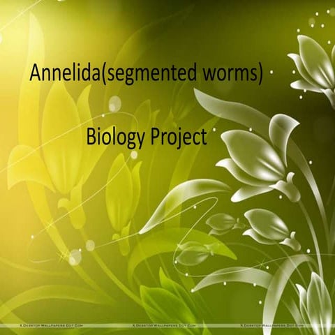 Annelida(segmented worms)