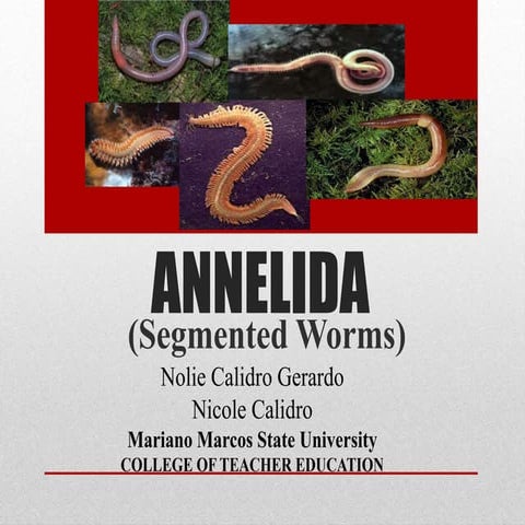 ANNELIDA (segmented worms)