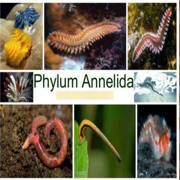 annelids.pptx