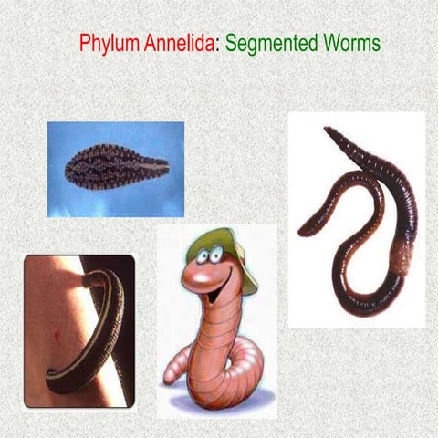 annelids (2).pptx it is very important documents for both lower grade and upp...