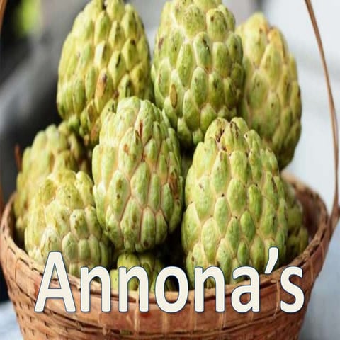 Cultivation of Annonas