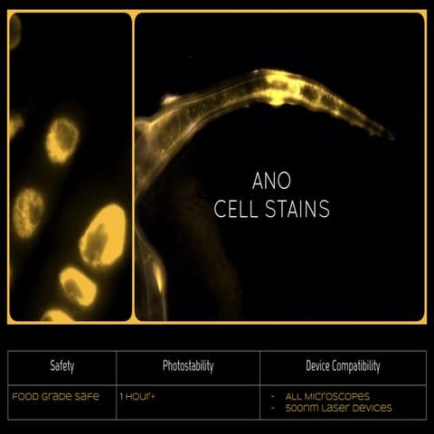 ANO cell stains  azooka-dyes