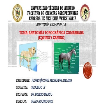 Anatomía Topográfica comparada (caballo, perro) 