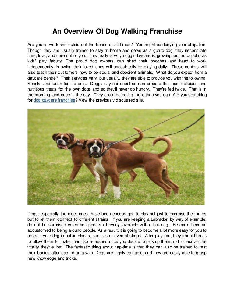 french bulldog short haired