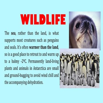 Antartica wildlife