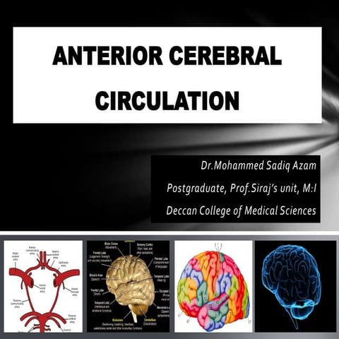 Anterior cerebral circulation