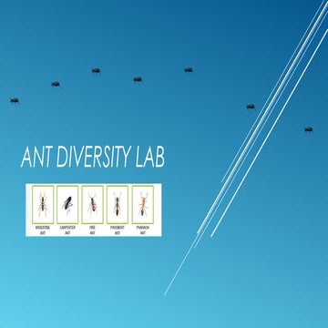 Ant diversity lab presentation | PPT
