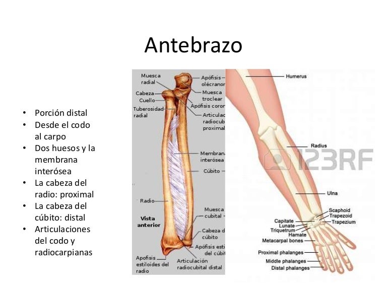Antebrazo, músculos