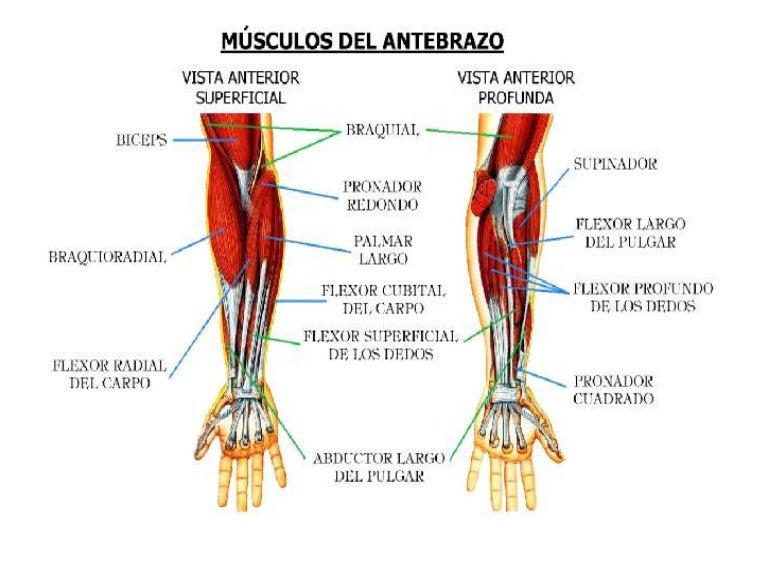Antebrazo instrucciones