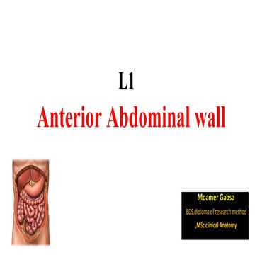 Anterior abdominal wall