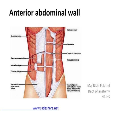 Anterior abdominal wall