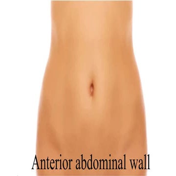 Anatomy of anterior abdominal wall | PDF