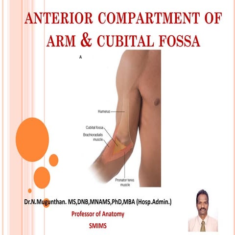 Anterior compartment of arm & cubital fossa Dr.N.Mugunthan