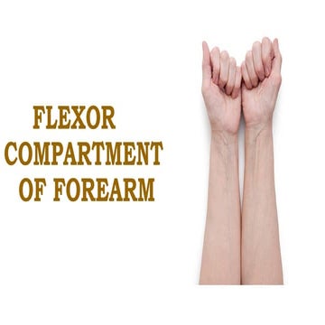 anatomy of anterior compartment of forearm | PPTX