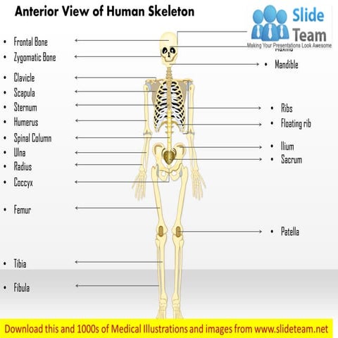 Anterior view of the human skeleton medical images for power point