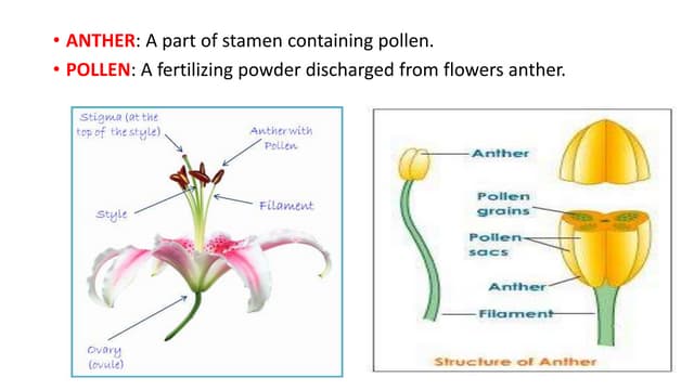 Anther and pollen culture-.pdf microsporogenesis