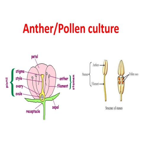 Anther culture