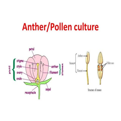 Anther Culture and the world of your life is a