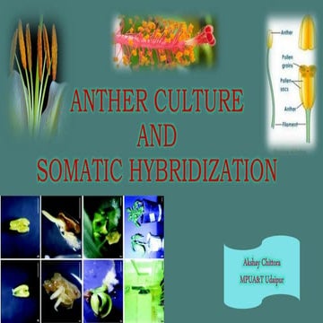 Anther culture and somatic hybridization