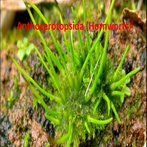 anthoceros structure and types of  reproduction