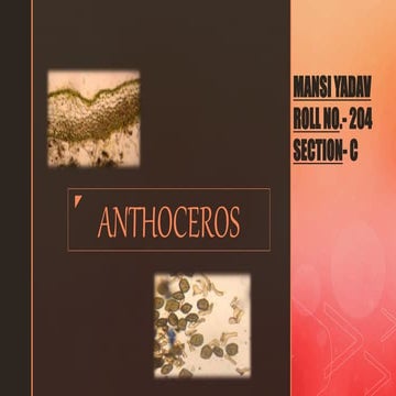 Anthoceros botany