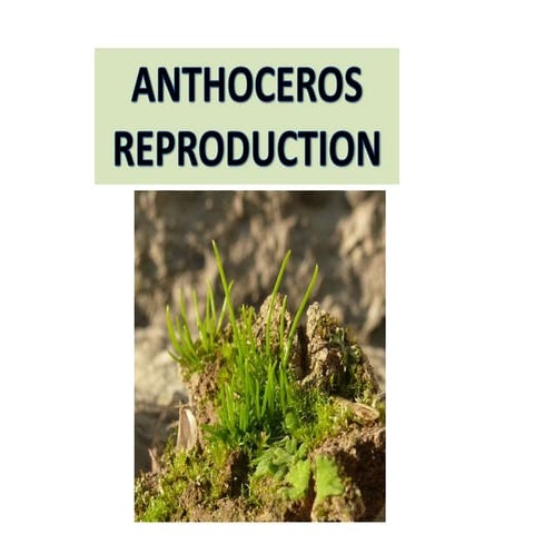 Anthoceros ppt