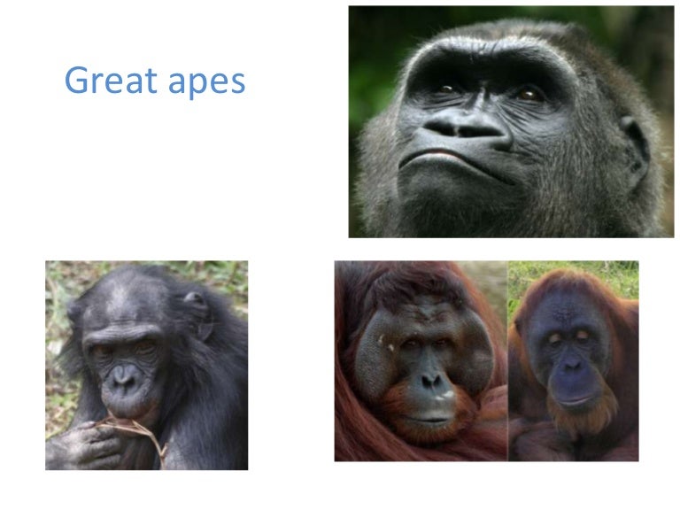 Anthropology Human Evolution Anthropology Human Evolution