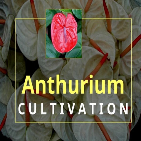 Anthurium cultivation...................