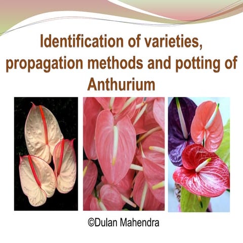 Identification of varieties, propagation methods and potting of Anthurium